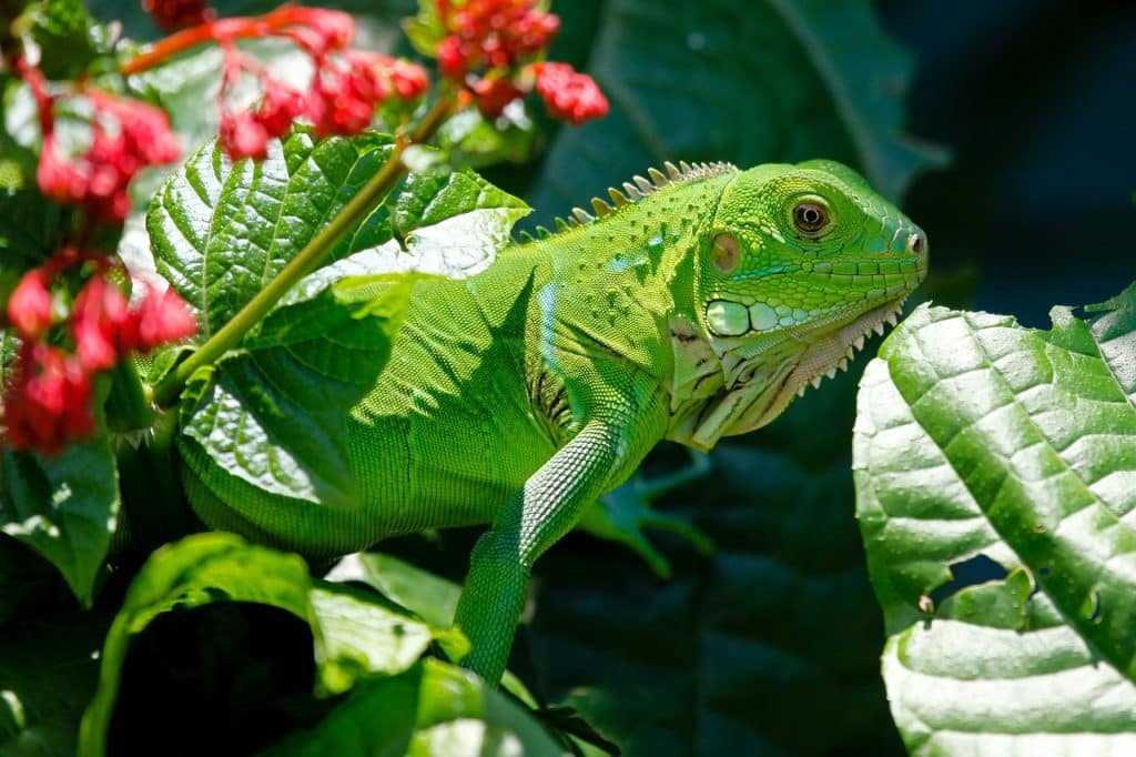 iguana, animal, nature-223157.jpg